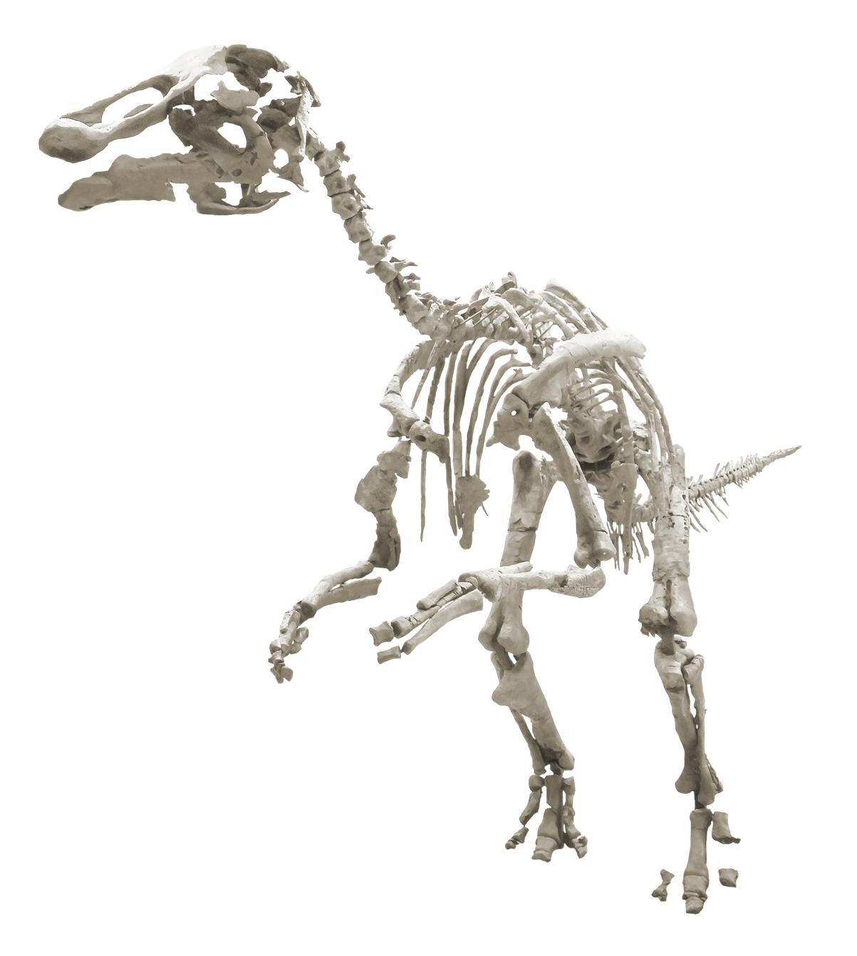 カムイサウルス