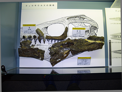 ティロサウルス下顎
