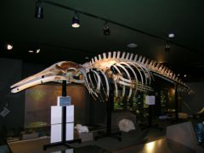 ミンククジラ