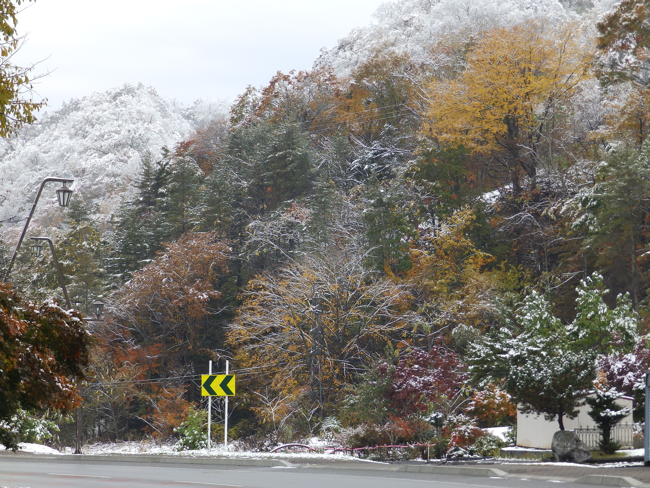 雪化粧の紅葉