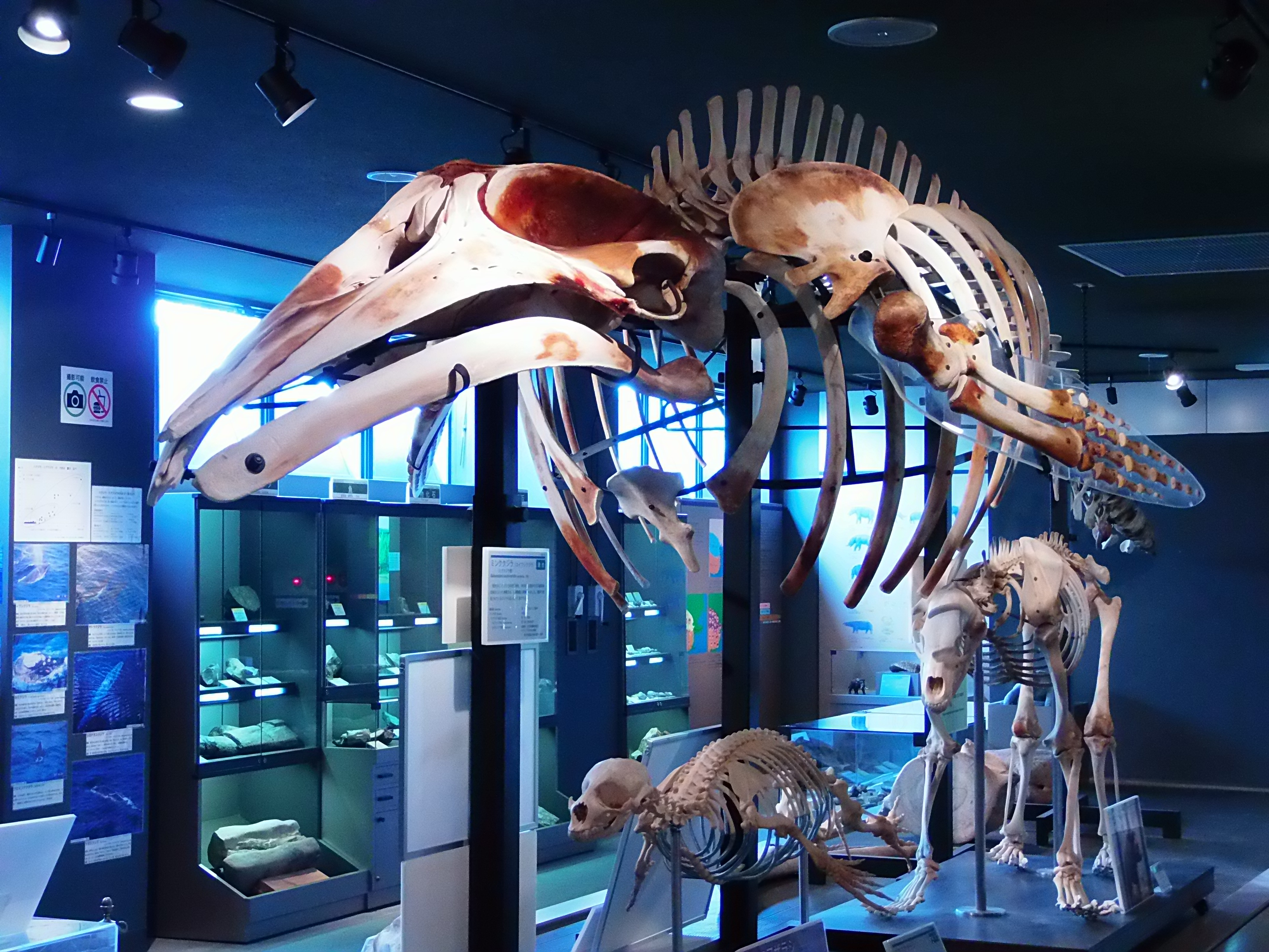 現代のミンククジラの骨格