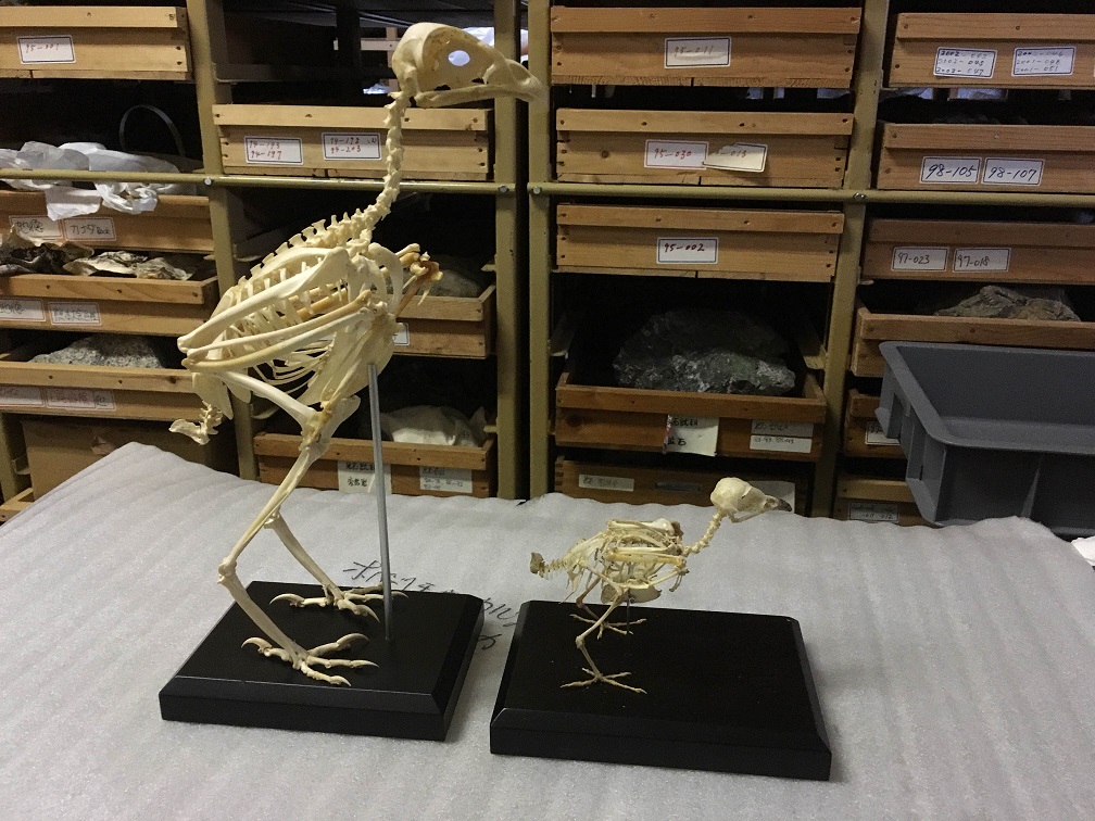 ノスリの骨格標本