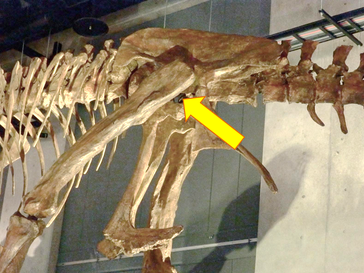 ティラノサウルスの腰の骨