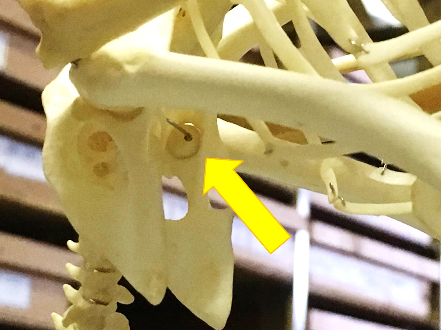これはどんな生き物の腰の骨？