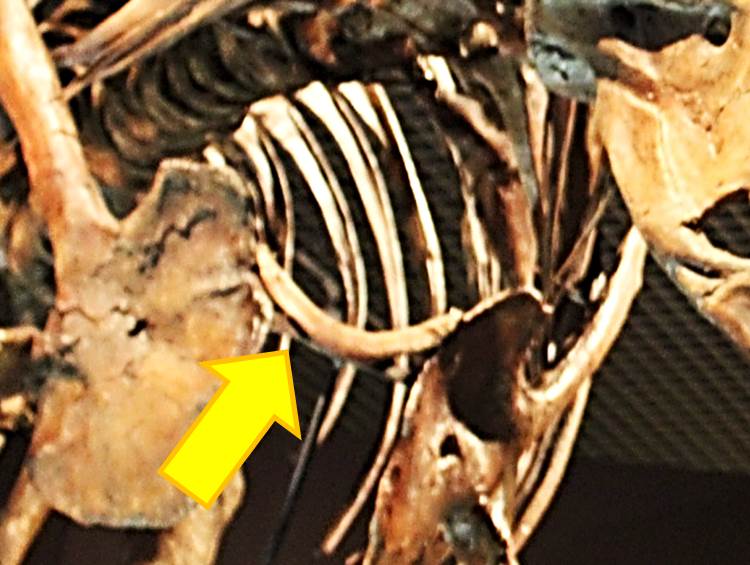 ティラノサウルスの叉骨