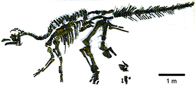 Kamuysaurus