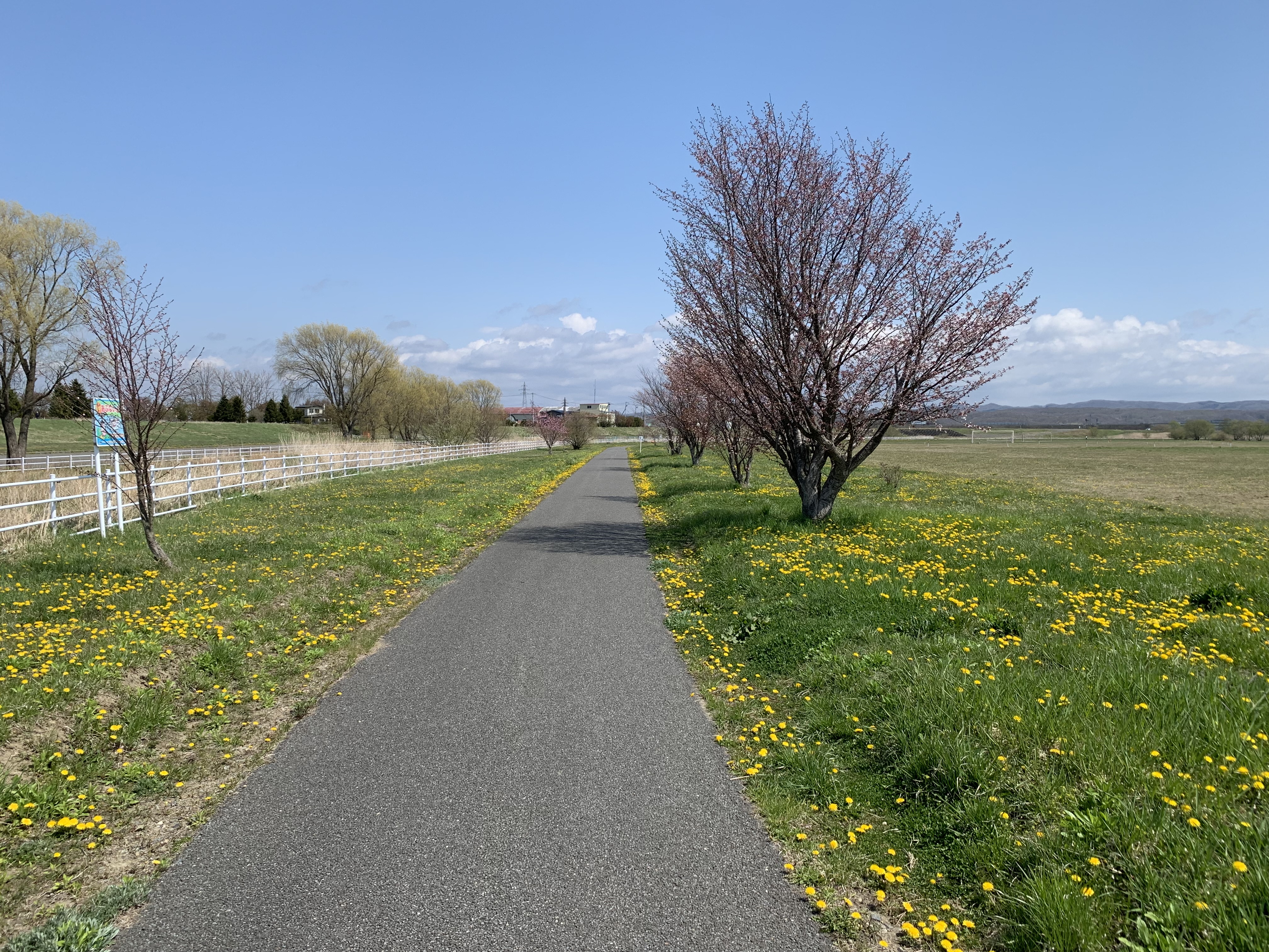 たんぽぽ公園1